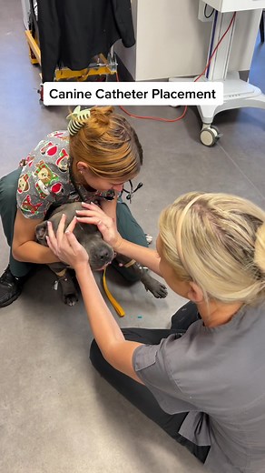 The Ultimate Guide to Canine Catheter Placement
