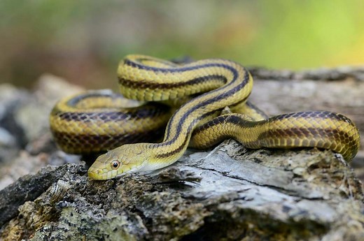 17 Types of Black and Yellow Snakes with Stripes in The World | ExoPetGuides