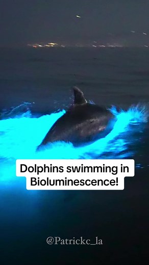 Dolphins Swimming in Bright Bioluminescent Waters