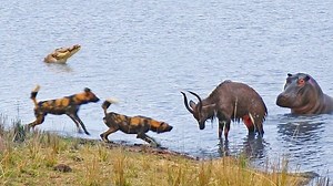 Buck Fighting Wild Dogs & Hippos Gets Caught by Crocodile | Ruby Life