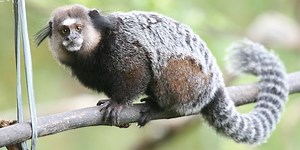 Tudo Sobre o Sagui: Características, Nome Científico e Fotos – Mundo Ecologia