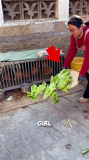 American Chicken Farming Method🐓🤯#farm