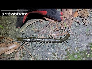 リュウジンオオムカデ(種の保存法に基づく緊急指定種)/2023.6.3