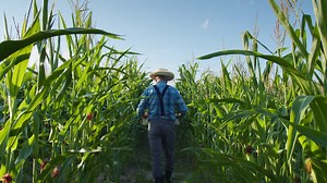 Farmer walking through a cornfield | Free Stock Video Footage