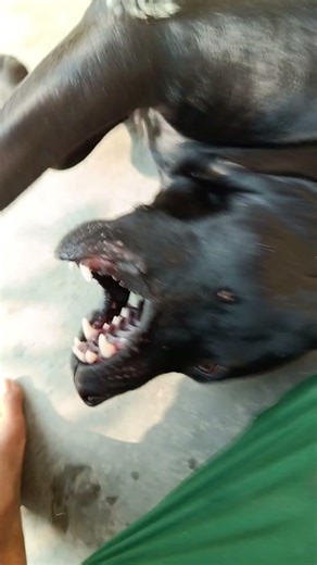 our bhai jack don't want to bath #shorts