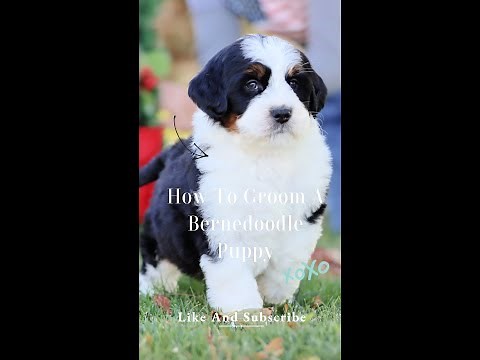 How to groom a Bernedoodle puppy-Dog grooming for beginners-Bernedoodle Grooming at Home