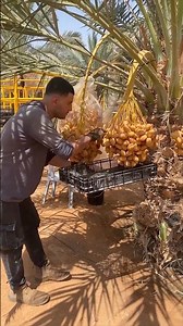 Let's Grow the Sweetest Date Palm in Your Garden #farmingtech