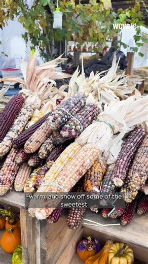 For our apple cider doughnut tour, we visited: 🍎Volante Farms 🍎Lookout Farm 🍎Wards Berry Farm Check out our apple orchard map here: https://www.wcvb.com/article/apple-cider-doughtnut-crawl-massachusetts/69278808 #applecider #appleciderdoughnut #doughnut #doughnutcrawl #massachusetts #boston #natick #needham #sharon #farm #familyfarm #autumnactivities #agriculture | WCVB Channel 5 Boston