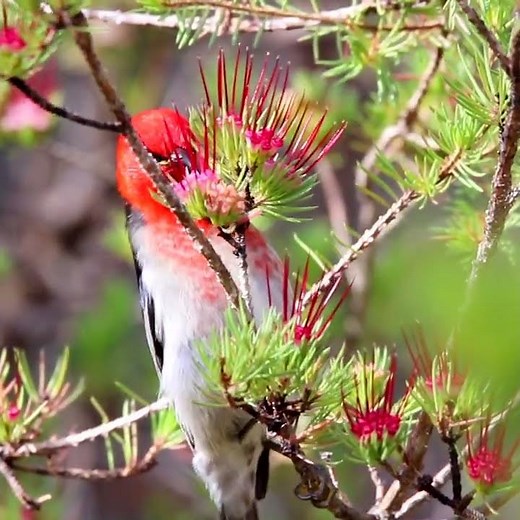 Scarlet Honeyeater #kuringgainp #woodlands #australia #birds #conservation #bushland