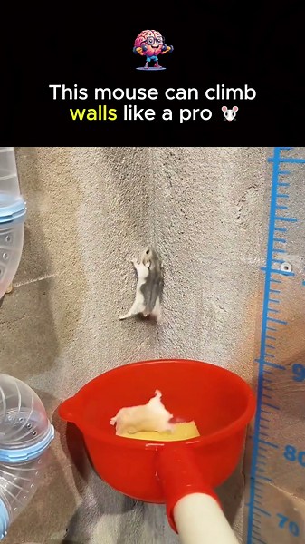 This mouse can climb walls like a pro 🐭.