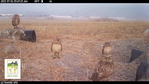 🦉 Exciting news from our Burrowing Owl Conservation and Recovery Program! 🦉 2025 was a historic year! In total, 142 adult owls established 52 successful pairs producing 233 young, marking the largest population of burrowing owl in the region since the Program began in 2014. Through the continued efforts of the Habitat Agency and its partners at Talon Ecological Research Group, the Santa Clara Valley Open Space Authority, Peninsula Open Space Trust (POST), Santa Clara County Parks, and the Peni