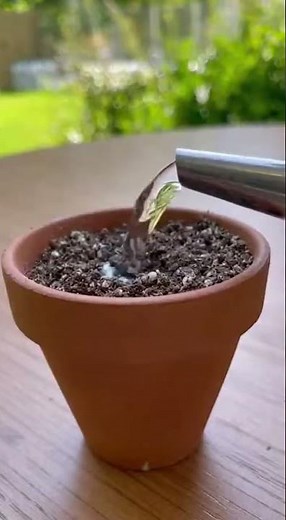 The secret to growing your own peach tree from a simple pit