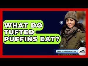 What Do Tufted Puffins Eat? - Polar Regions Uncovered