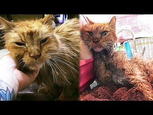 Elderly Shelter Cat Is So Happy To Be Adopted That He Can't Stop Purring