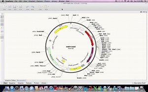Primers, PCR, and Mutagenesis