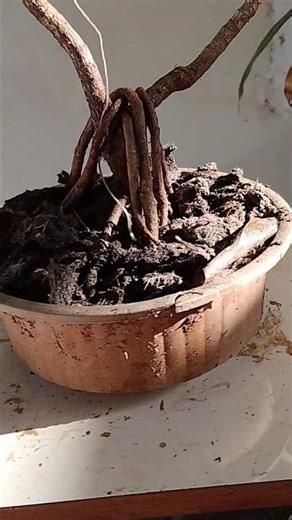 Como nasce um banyan cheflera! (Schefflera arboricola)