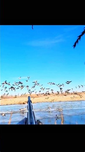 Ducks working the decoys. #duckhunting #hunting #huntingvideo