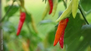 Capsicum frutescens or cayenne pepper on an organic plantation that produces chilies with different levels of ripeness