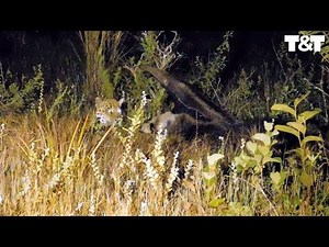 Giant Anteater Fights Off Hungry Jaguar