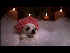 Beverly Hills Chihuahua 2