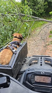 A tree blocks Minion from "Go Places, Do things" #narrowayhomestead #theoneandonlyminion #farmdog #downedtree #firewood | Nate Petroski