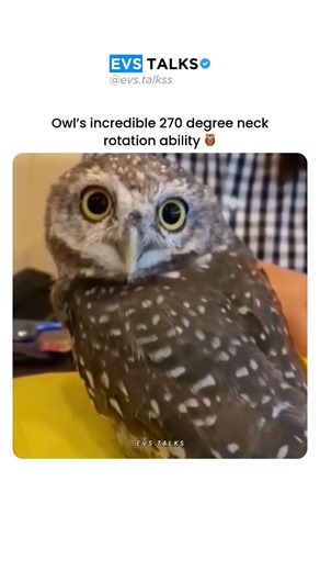 How Owls Rotate Their Necks 270° 😳🦉 | Nature’s Engineering!