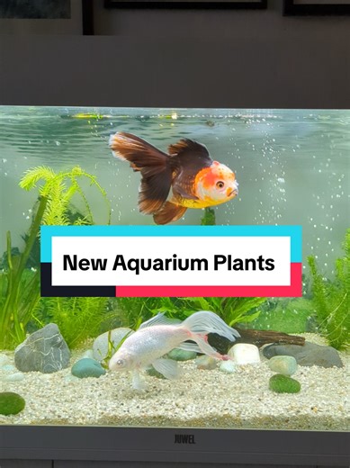 Nuevas Plantas para Acuarios: Elodea Densa y Java Moss