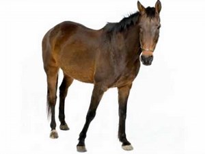 HORSE: American Sign Language for HORSE