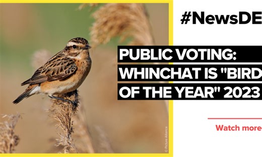 Whinchat is "Bird of the Year"