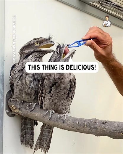 They look like aliens 😳 | Dad Jokes