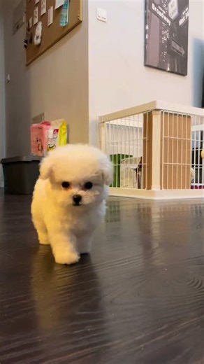 时间过的真快 一眨眼我的小狗都已经3岁了 #我和我的狗 #你信不信妈妈可以把你变小 #不养狗不知道养狗的乐趣 #萌宠出道计划 #它真的好像个小宝宝