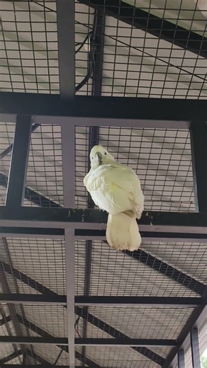 Umbrella Cockatoo🤍