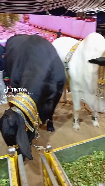 Cattle Explore on TikTok
