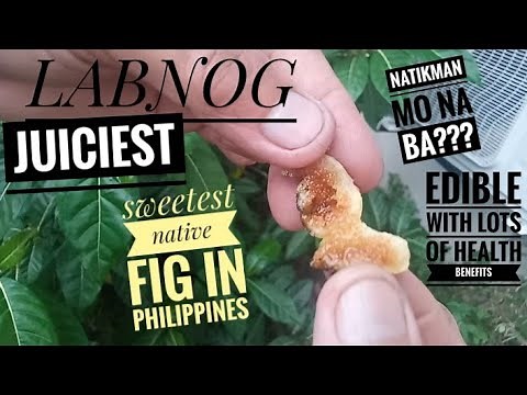 #lagnob #labnog Ficus septica | Hauili | Sweetest native fig in the Philippines