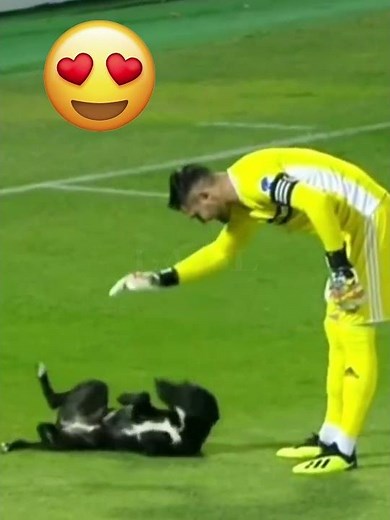 Animals on Football Pitch 🐶😂
