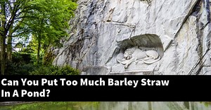 Can You Put Too Much Barley Straw In A Pond? [2026 Guide] - Gold Koi Fish