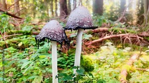 Discover the elegant Coprinus comatus mushroom, a wild delicacy thriving in the forest's natural environment. A testament to nature's beauty and diversity.