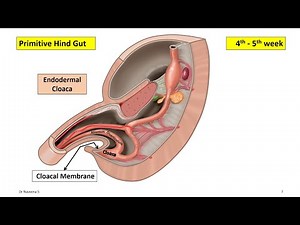 Development of Gastrointestinal Tract - Part 4