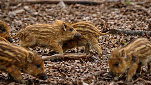 I didn’t expect to see so many wild boar piglets here