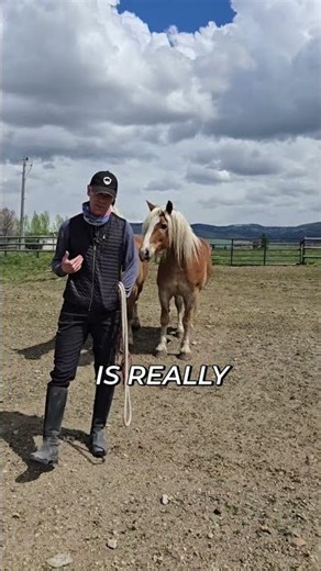 Horse Training: Master Approaching & Catching Your Horse #shorts