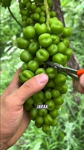 This Is the Secret to Premium Grapes. #FruitThinning #FarmerTips #PremiumGrapes #Vineyard #farm