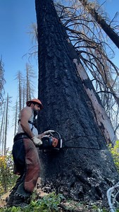 Nasty snags #oregon #westcoast #stihl #logging #pnw #timberfalling | Treeworks