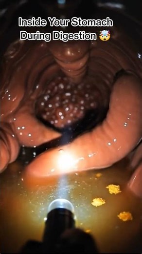 Inside Your Stomach During Digestion 🤯 | What Really Happens After You Eat