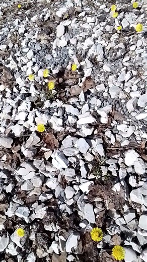 Märtsi lõpu õied. #eesti #estonia #estland #võnnu