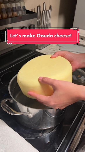 Let’s make some Gouda cheese! #cheesemaking #fyp #farmtok #homesteading #homestead #threelittlegoats