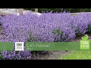 Cat's Pajamas Catmint | Walters Gardens