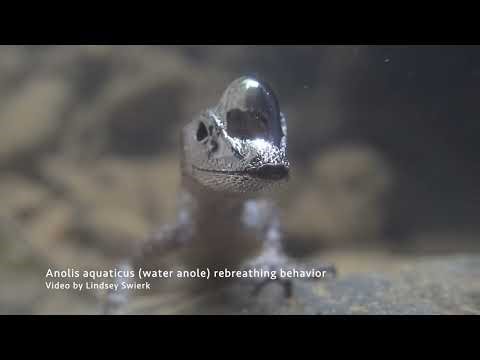 Water anole (Anolis aquaticus) rebreathing behavior