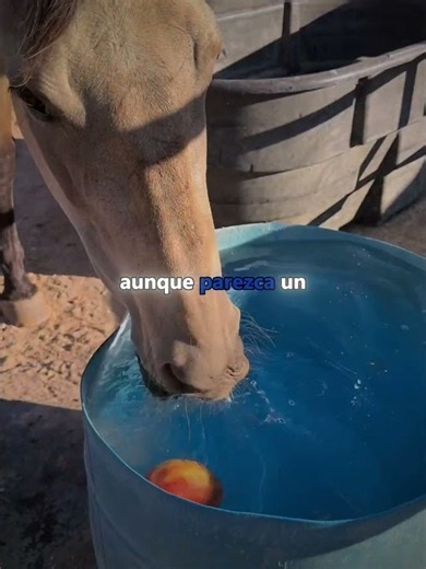 Why Do They Put an Apple in Horses' Water?