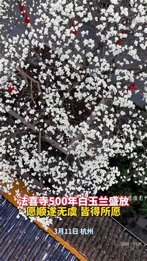 1.5K views · 47 reactions | Behold the beauty of nature! A over 500-year-old Yulan magnolia tree was spotted in full bloom at Faxi Temple in Hangzhou, E China's Zhejiang Province. Its pure white blossoms adorn its ancient branches, swaying gracefully like white jade in the gentle spring breeze. #AmazingChina (Video via Douyin account of 韵味杭州) | China News 中国新闻网 | Facebook