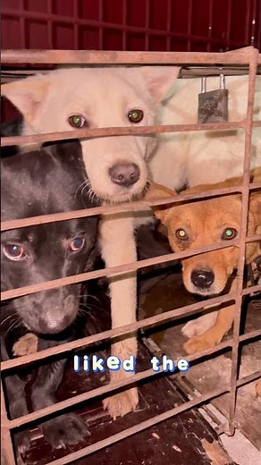 Dog Rescue China Aunt Wen Saves Dogs From Slaughterhouse in Chongqing